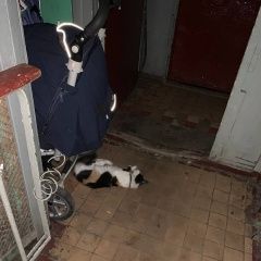 Подробнее об объявлении «Москва Найдена кошка в ошейнике» Фото: найдена кошка  «Москва Найдена кошка в ошейнике» в г. Москва