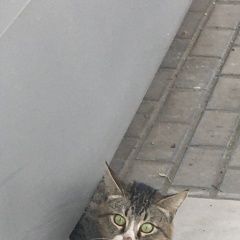 Подробнее об объявлении «Москва Найден кот или кот» Фото: найдена кошка  «Москва Найден кот или кот» в г. Москва