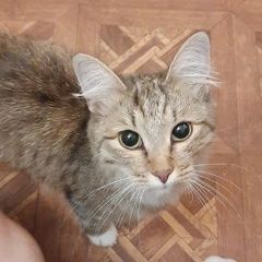 Подробнее об объявлении «Москва Найдена кошка в районе беговой» Фото: найдена кошка  «Москва Найдена кошка в районе беговой» в г. Москва