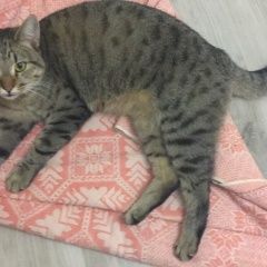Подробнее об объявлении «Москва Найден кот» Фото: найдена кошка  «Москва Найден кот» в г. Москва