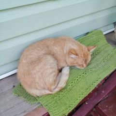 Подробнее об объявлении «Найден кот рыжий молоденький котик (6-7 мес) Звенигород» Фото: найдена кошка  «Найден кот рыжий молоденький котик (6-7 мес)...» в г. Звенигород