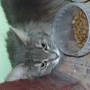 Подробнее об объявлении «Москва Найдена кошка молодая кошка» Фото: найдена кошка Сибирская «Москва Найдена кошка молодая кошка» в г. Москва