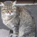 Подробнее об объявлении «Москва Найдена кошка серо-коричнево-черная полосатая» Фото: найдена кошка  «Москва Найдена кошка серо-коричнево-черная...» в г. Москва