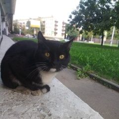 Подробнее об объявлении «Москва Найден кот черно белый» Фото: найдена кошка  «Москва Найден кот черно белый» в г. Москва