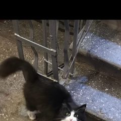 Подробнее об объявлении «Найдена кошка кот или кошка. ухоженная. Санкт-Петербург» Фото: найдена кошка  «Найдена кошка кот или кошка. ухоженная....» в г. Санкт-Петербург