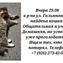 Подробнее об объявлении «Москва Найдена кошка» Фото: найдена кошка  «Москва Найдена кошка» в г. Москва