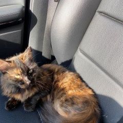 Подробнее об объявлении «Мытищи Найдена кошка черепахового окраса» Фото: найдена кошка  «Мытищи Найдена кошка черепахового окраса» в г. Мытищи