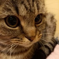Подробнее об объявлении «Москва Найдена кошка, оборонная улица» Фото: найдена кошка  «Москва Найдена кошка, оборонная улица» в г. Москва