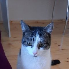 Подробнее об объявлении «Найден кот Санкт-Петербург» Фото: найдена кошка  «Найден кот Санкт-Петербург» в г. Санкт-Петербург