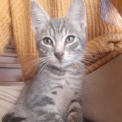 Подробнее об объявлении «Найдена кошка серый котёнок Фирсановка» Фото: найдена кошка  «Найдена кошка серый котёнок Фирсановка» в г. Фирсановка