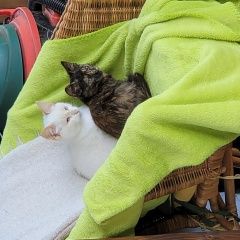 Подробнее об объявлении «Москва Найдена кошка ищут хозяев» Фото: найдена кошка  «Москва Найдена кошка ищут хозяев» в г. Москва