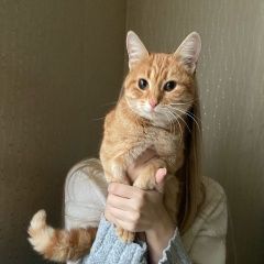 Подробнее об объявлении «Ярославль Найдена кошка рыжая, маленькая» Фото: найдена кошка  «Ярославль Найдена кошка рыжая, маленькая» в г. Ярославль