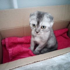 Подробнее об объявлении «Найдена кошка Калуга» Фото: найдена кошка  «Найдена кошка Калуга» в г. Калуга