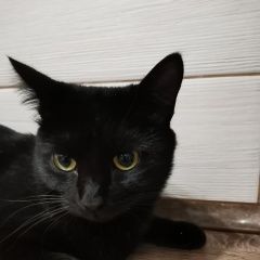 Подробнее об объявлении «Найден кот черный кот Самара» Фото: найдена кошка  «Найден кот черный кот Самара» в г. Самара