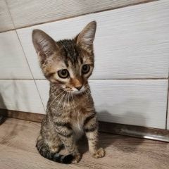 Подробнее об объявлении «Найдена кошка маленькая девочка. Самара» Фото: найдена кошка Европейская короткошерстная «Найдена кошка маленькая девочка. Самара» в г. Самара