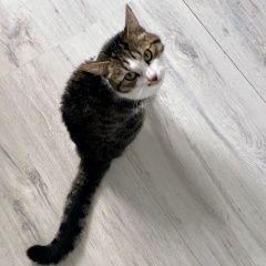 Подробнее об объявлении «Москва Найден котик годовалый ласковый» Фото: найдена кошка Европейская короткошерстная «Москва Найден котик годовалый ласковый» в г. Москва