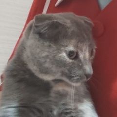 Подробнее об объявлении «Найдена кошка Томск» Фото: найдена кошка  «Найдена кошка Томск» в г. Томск