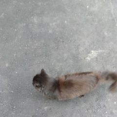 Подробнее об объявлении «Найдена кошка Орехово-Зуево» Фото: найдена кошка  «Найдена кошка Орехово-Зуево» в г. Орехово-Зуево