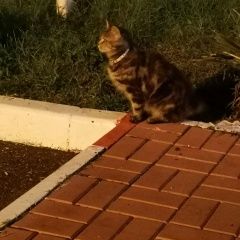 Подробнее об объявлении «Найдена кошка краснодарский край, азс лукойл Анапа» Фото: найдена кошка  «Найдена кошка краснодарский край, азс лукойл Анапа» в г. Анапа