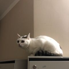 Подробнее об объявлении «Найдена кошка проезд нижний/пролетарская Оренбург» Фото: найдена кошка  «Найдена кошка проезд нижний/пролетарская Оренбург» в г. Оренбург