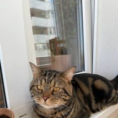 Подробнее об объявлении «Найден кот «шотландец» 1.5-2 года Ставрополь» Фото: найдена кошка  «Найден кот «шотландец» 1.5-2 года Ставрополь» в г. Ставрополь