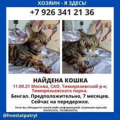 Подробнее об объявлении «Москва Найдена кошка бенгал» Фото: найдена кошка Бенгальская кошка «Москва Найдена кошка бенгал» в г. Москва