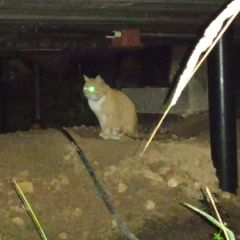 Подробнее об объявлении «Найден кот домашний, ухоженный Фирсановка» Фото: найдена кошка  «Найден кот домашний, ухоженный Фирсановка» в г. Фирсановка