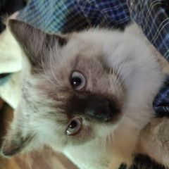 Подробнее об объявлении «Шахты Найден кот» Фото: найдена кошка Невская маскарадная «Шахты Найден кот» в г. Шахты