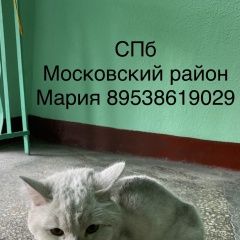 Подробнее об объявлении «Найдена кошка Санкт-Петербург» Фото: найдена кошка  «Найдена кошка Санкт-Петербург» в г. Санкт-Петербург