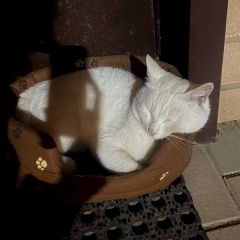 Подробнее об объявлении «Одинцово Найдена кошка жк западное кунцево» Фото: найдена кошка Турецкий ван «Одинцово Найдена кошка жк западное кунцево» в г. Одинцово