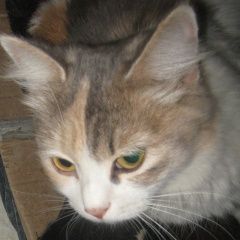 Подробнее об объявлении «Верхняя Пышма Найдена кошка киска подросток ручная.» Фото: найдена кошка  «Верхняя Пышма Найдена кошка киска подросток...» в г. Верхняя Пышма