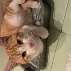 Подробнее об объявлении «Найден кот бело-рыжий кот в московском район Санкт-Петербург» Фото: найдена кошка  «Найден кот бело-рыжий кот в московском район...» в г. Санкт-Петербург