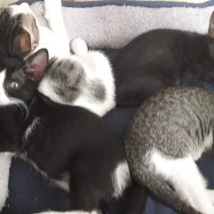 Подробнее об объявлении «Краснодар Найдена кошка нашлись котята» Фото: найдена кошка  «Краснодар Найдена кошка нашлись котята» в г. Краснодар