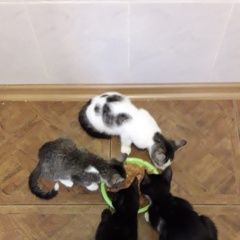 Подробнее об объявлении «Краснодар Найдена кошка котята» Фото: найдена кошка  «Краснодар Найдена кошка котята» в г. Краснодар