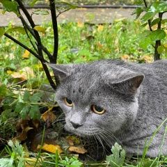 Подробнее об объявлении «Москва Найден кот британский кот ул.» Фото: найдена кошка Британская длинношерстная кошка «Москва Найден кот британский кот ул.» в г. Москва
