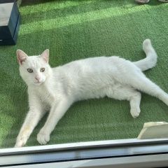 Подробнее об объявлении «Найден кот Санкт-Петербург» Фото: найдена кошка Европейская короткошерстная «Найден кот Санкт-Петербург» в г. Санкт-Петербург