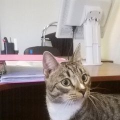 Подробнее об объявлении «Выборг Найден кот молодой домашний кот, кострирован» Фото: найдена кошка  «Выборг Найден кот молодой домашний кот,...» в г. Выборг