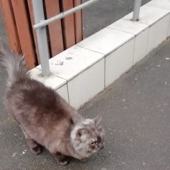 Подробнее об объявлении «Найдена кошка Балашиха» Фото: найдена кошка  «Найдена кошка Балашиха» в г. Балашиха