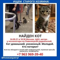 Подробнее об объявлении «Москва Найден кот метро павелецкая» Фото: найдена кошка  «Москва Найден кот метро павелецкая» в г. Москва