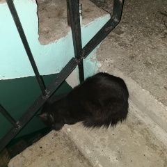 Подробнее об объявлении «Тольятти Найдена кошка» Фото: найдена кошка  «Тольятти Найдена кошка» в г. Тольятти