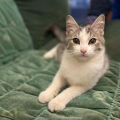 Подробнее об объявлении «Найден котенок около 4 мес Реутов» Фото: найдена кошка  «Найден котенок около 4 мес Реутов» в г. Реутов