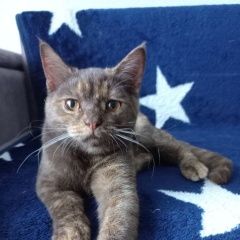 Подробнее об объявлении «Найдена кошка в кроне, поселок пригородный, Оренбург» Фото: найдена кошка  «Найдена кошка в кроне, поселок пригородный,...» в г. Оренбург