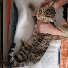 Подробнее об объявлении «Найден кот Солнечногорск» Фото: найдена кошка  «Найден кот Солнечногорск» в г. Солнечногорск