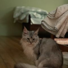 Подробнее об объявлении «Москва Найдена кошка серый мейкун» Фото: найдена кошка Мейн-кун «Москва Найдена кошка серый мейкун» в г. Москва