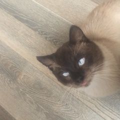 Подробнее об объявлении «Можайск Найден кот 108 км минского шоссе» Фото: найдена кошка Сиамская кошка «Можайск Найден кот 108 км минского шоссе» в г. Можайск