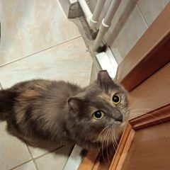 Подробнее об объявлении «Новосибирск Найдена кошка на ул.доватора» Фото: найдена кошка  «Новосибирск Найдена кошка на ул.доватора» в г. Новосибирск