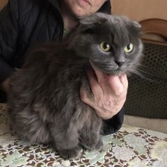 Подробнее об объявлении «Москва Найдена кошка уральская вислоухая» Фото: найдена кошка  «Москва Найдена кошка уральская вислоухая» в г. Москва