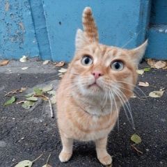 Подробнее об объявлении «Найден кот в ошейнике Рубцовск» Фото: найдена кошка  «Найден кот в ошейнике Рубцовск» в г. Рубцовск