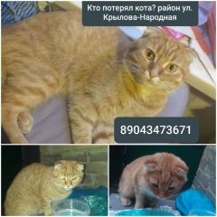 Подробнее об объявлении «Найден кот рыжий вислоухий кот Новочеркасск» Фото: найдена кошка  «Найден кот рыжий вислоухий кот Новочеркасск» в г. Новочеркасск
