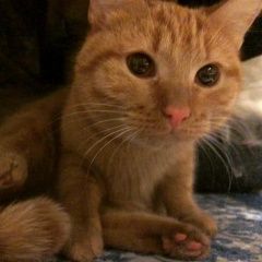 Подробнее об объявлении «Москва Найден кот рыжий кот» Фото: найдена кошка  «Москва Найден кот рыжий кот» в г. Москва